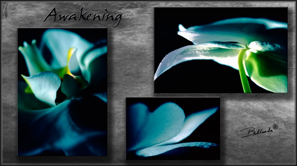 Awakening: Photographic Film Photography by Bellanda  ®