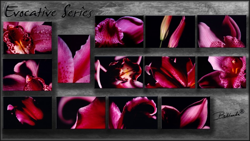 "Evocative Series" Bellanda  ®